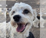 Small #2 Poodle (Miniature) Mix