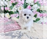 Small #64 Maltese