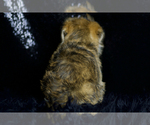 Small Photo #7 Morkie Puppy For Sale in WARSAW, IN, USA