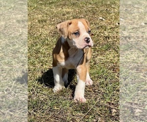 Alapaha Blue Blood Bulldog Puppy for sale in NEWVILLE, PA, USA