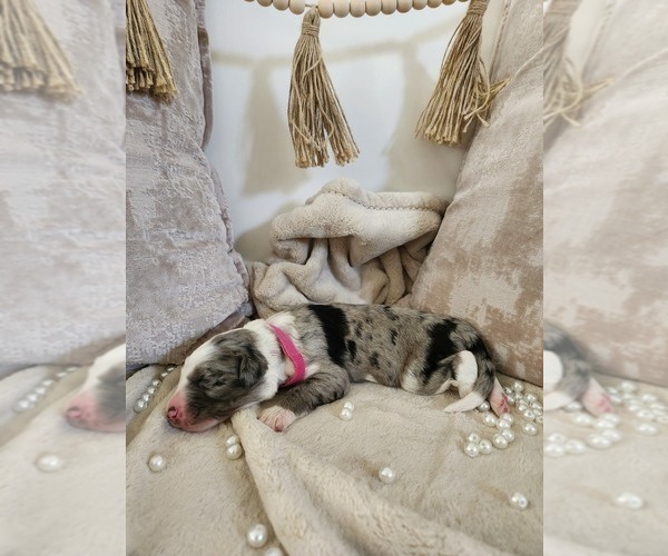 Medium Photo #37 Sheepadoodle Puppy For Sale in LEHI, UT, USA