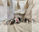 Small Photo #37 Sheepadoodle Puppy For Sale in LEHI, UT, USA