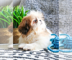 Small Photo #23 Shih Tzu Puppy For Sale in SYRACUSE, IN, USA
