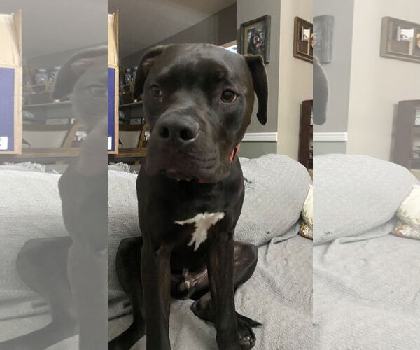 Medium Photo #15 Bullboxer Pit Puppy For Sale in Rockaway, NJ, USA