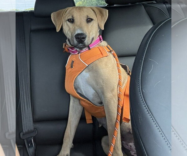 Medium Photo #3 Labrador Retriever-Unknown Mix Puppy For Sale in Minneapolis, MN, USA