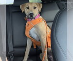 Small #2 Labrador Retriever Mix
