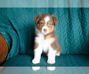 Australian Shepherd Puppy for sale in ROCKY MOUNT, VA, USA