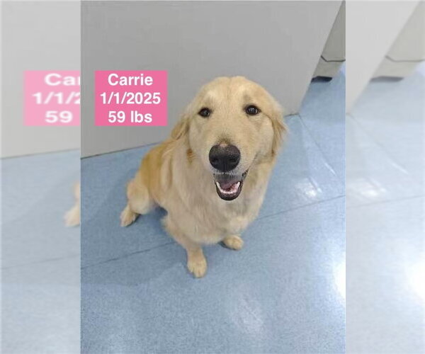 Medium Photo #2 Golden Retriever Puppy For Sale in West Hollywood, CA, USA
