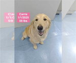 Small #1 Golden Retriever