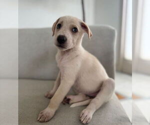 Dutch Shepherd -Labrador Retriever Mix Dogs for adoption in Lakewood, CO, USA