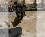 Small #1 American Bully-American Pit Bull Terrier Mix