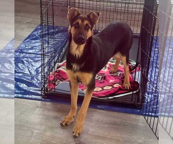 Medium Photo #3 German Shepherd Dog-Unknown Mix Puppy For Sale in Canton, CT, USA