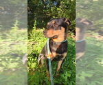 Small #11 Border Collie Mix