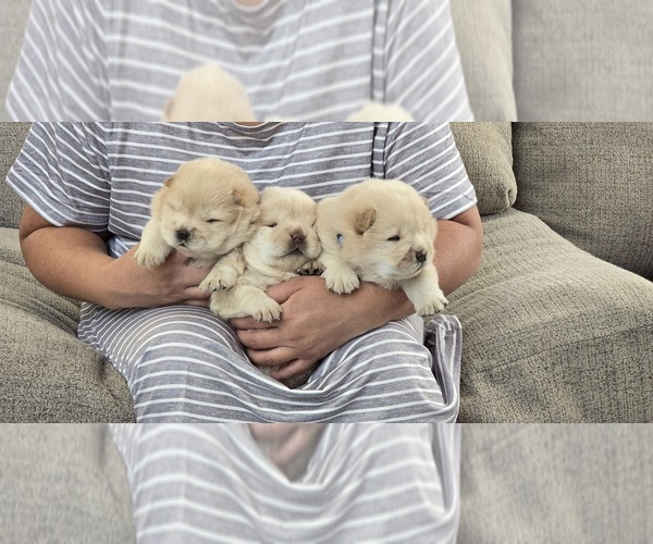 Medium Photo #10 Chow Chow Puppy For Sale in MERCED, CA, USA