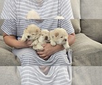 Litter of 5 - Male Chow ChowLitter of Puppies for Sale - Photo #10