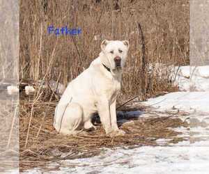 Father of the Central Asian Shepherd Dog puppies born on 01/10/2024