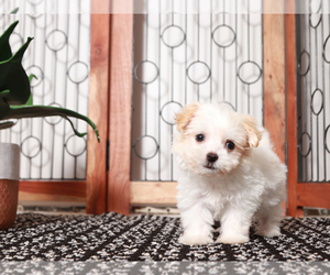 Yorkshire Terrier Puppy for sale in NAPLES, FL, USA