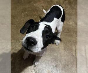 American Staffordshire Terrier Dogs for adoption in San Antonio, TX, USA