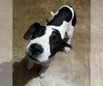 Small American Staffordshire Terrier