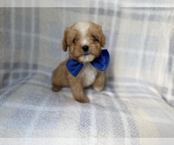 Medium Photo #6 Cavapoo (Miniature) Puppy For Sale in LAKELAND, FL, USA