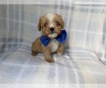 Small #5 Cavapoo