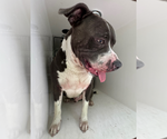 Small #8 American Pit Bull Terrier