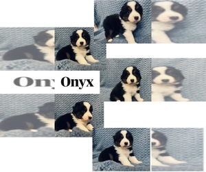 Medium Miniature American Shepherd