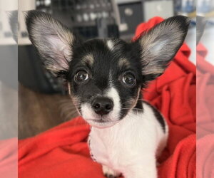 Jack Russell Terrier-Unknown Mix Dogs for adoption in Jefferson, WI, USA