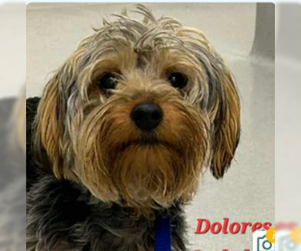 Medium Photo #1 Mutt Puppy For Sale in Cranston, RI, USA