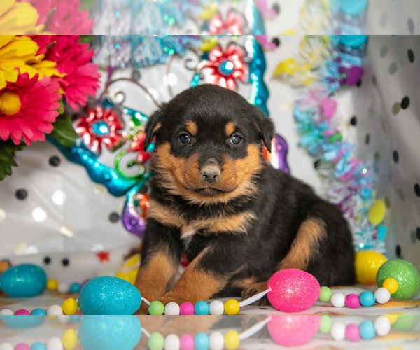 Medium Photo #1 Rottweiler Puppy For Sale in WEST FARMINGTON, OH, USA
