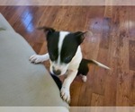 Small Photo #12 Chihuahua Puppy For Sale in MARIETTA, GA, USA