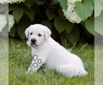 Small #3 Labrador Retriever