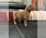Small Photo #13 Goldendoodle Puppy For Sale in CEDAR HILL, TX, USA