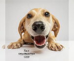 Small #1 Beagle Mix