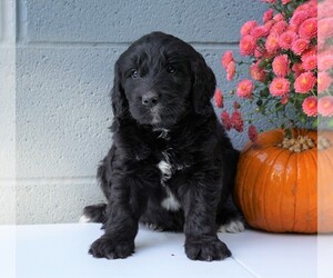 Newfypoo Puppy for sale in FREDERICKSBG, OH, USA