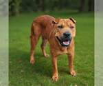 Small #4 Mutt