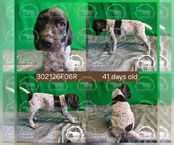 Medium Photo #26 German Shorthaired Pointer Puppy For Sale in MOYIE SPRINGS, ID, USA