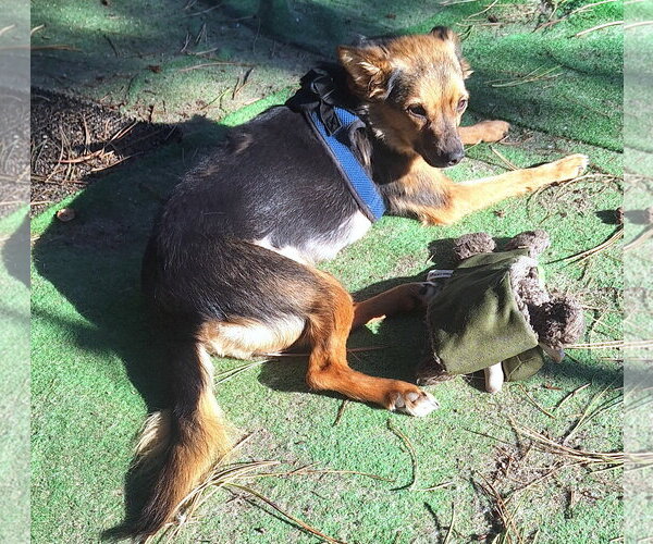 Medium Photo #3 Chihuahua-Unknown Mix Puppy For Sale in Colorado Springs, CO, USA