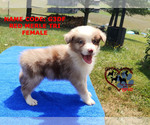 Small Photo #1 Australian Shepherd Puppy For Sale in BLAND, VA, USA
