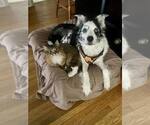 Small #1 Collie Mix