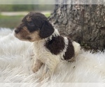 Small Photo #7 Goldendoodle Puppy For Sale in CANON, GA, USA