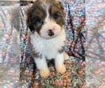 Small Photo #2 Bernedoodle (Miniature) Puppy For Sale in LAWRENCE, MI, USA