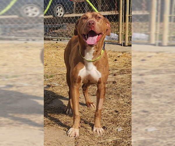 Medium Photo #4 Catahoula Leopard Dog-Labrador Retriever Mix Puppy For Sale in Wetumpka, AL, USA
