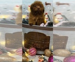 Small Photo #3 Poodle (Toy) Puppy For Sale in CINCINNATI, OH, USA