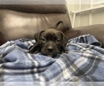Small Photo #77 American Bully Puppy For Sale in REESEVILLE, WI, USA