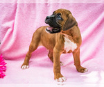 Puppy Benjie Boxer