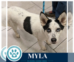 Myla 100326 - Female Siberian Husky Dog for Adoption - Small photo