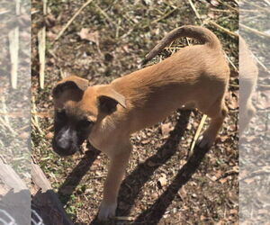 Mutt Dogs for adoption in Alexander, AR, USA