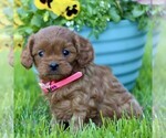 Small #3 Cavapoo (Miniature)