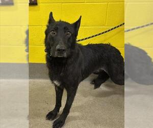 German Shepherd Dog Dogs for adoption in Forestville, MD, USA
